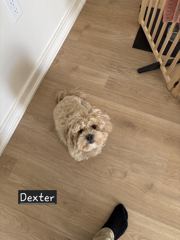 Dexter-os