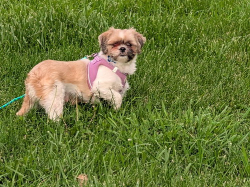 Photo 3 of Pippa-ARR