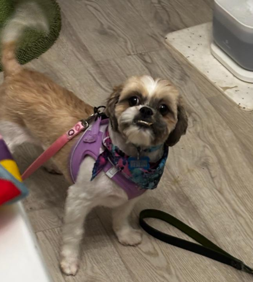 Photo 4 of Pippa-ARR