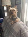 Vinny - Fairfield