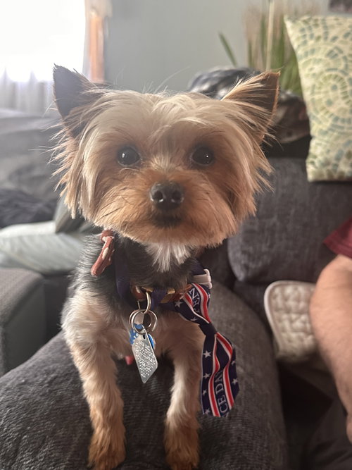 Vinny - Fairfield, an adoptable Yorkshire Terrier Yorkie in Pataskala, OH