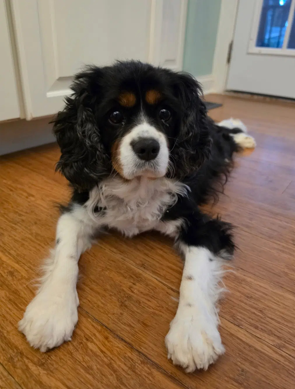 Shirley - Arr - Cavalier King Charles Spaniel