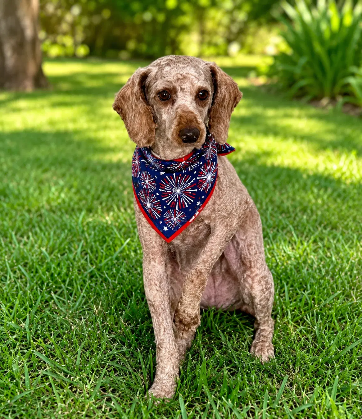 Patrick - Arr - Poodle (Miniature)