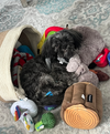 Z Litter puppies