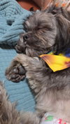 Z Litter puppies