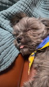 Z Litter puppies