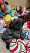 Z Litter puppies