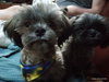 Z Litter puppies