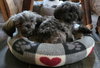 Z Litter puppies