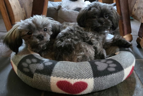 Z Litter puppies