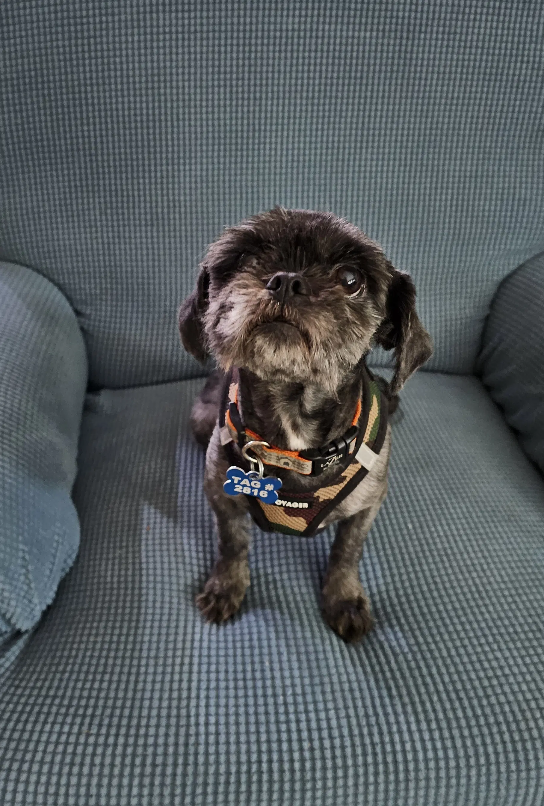 Charlie - Os image 2