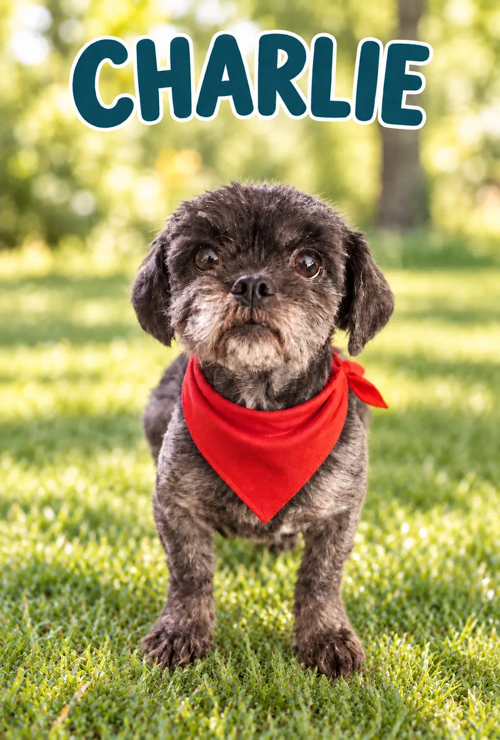 Charlie - Os - Shih Tzu