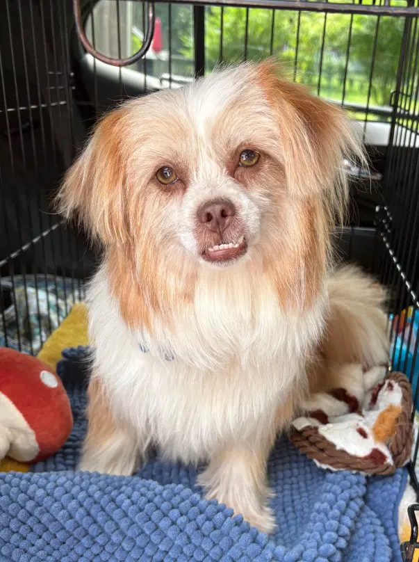 Penelope - Fairfield - Shih Tzu