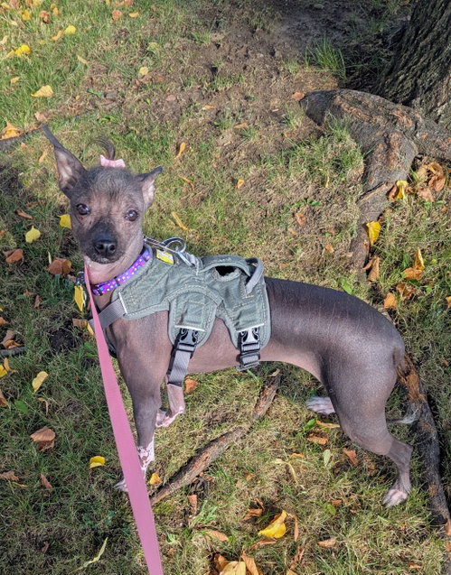 Phoebe -OS photo 5