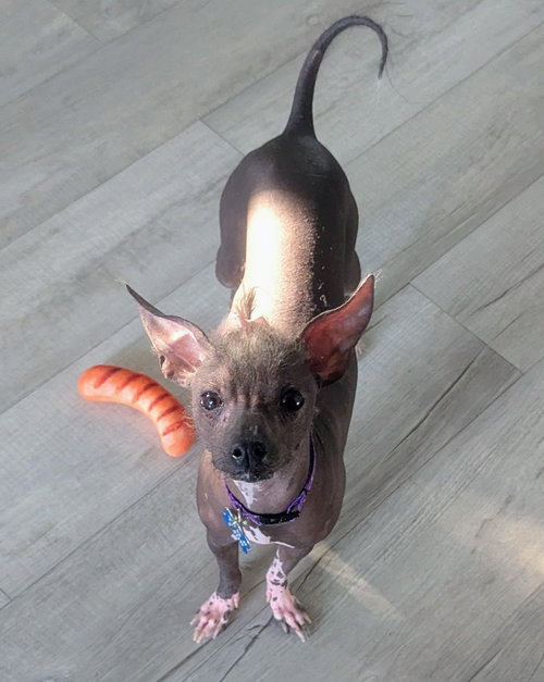 Phoebe -OS photo 2