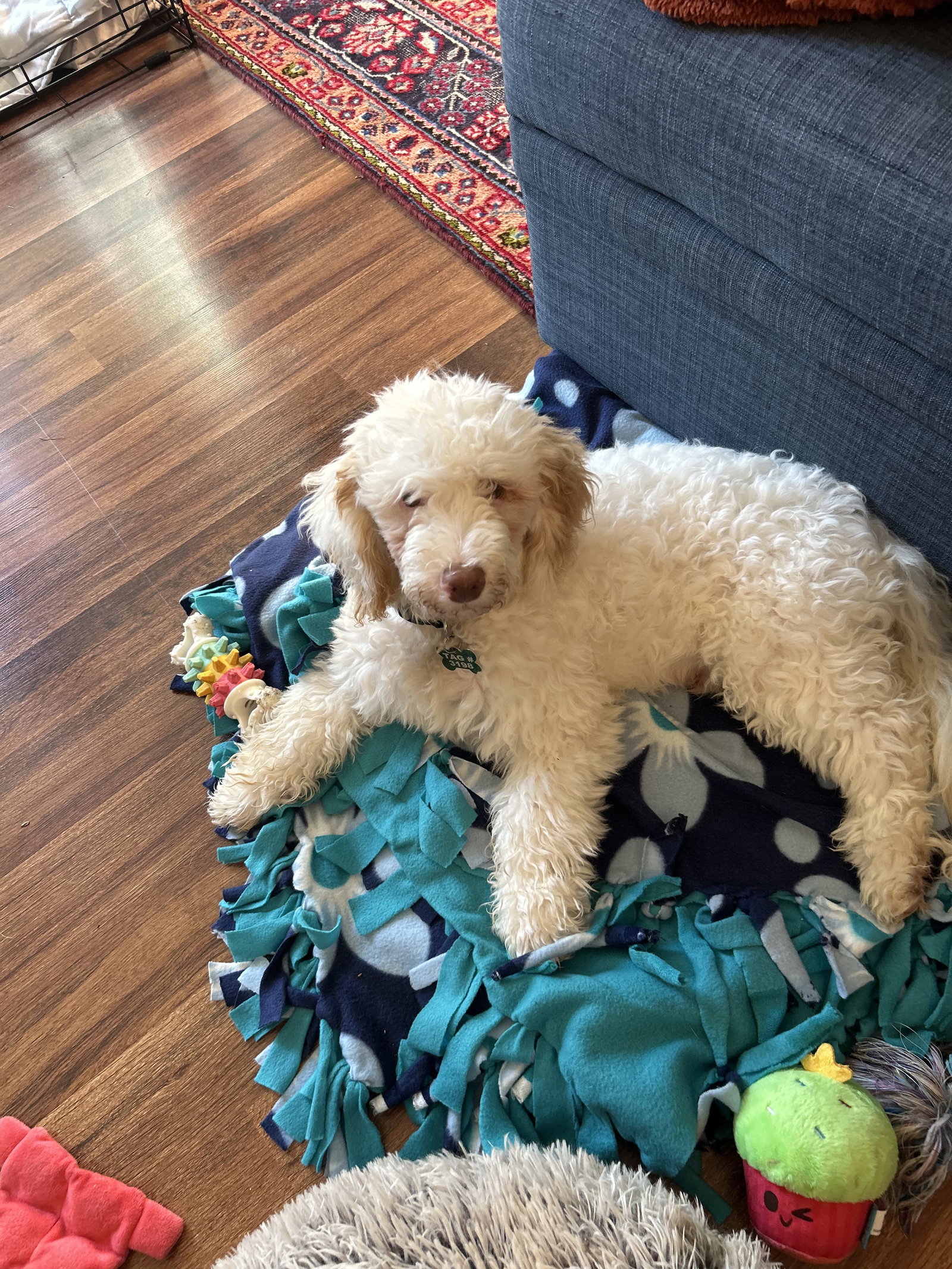 Lambchop Tuscarawas, photo 5