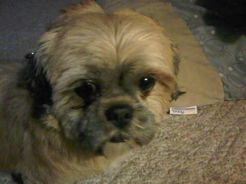Lexie
