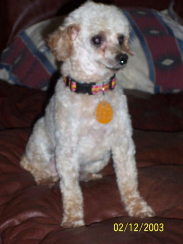 Fritzie