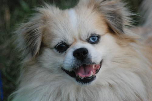 Boone (PENDING)
