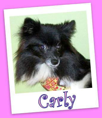 Carly (ADOPTION PENDING)