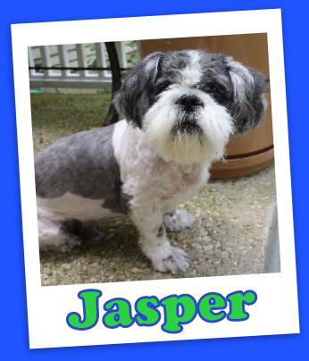 Jasper (ADOPTION PENDING)