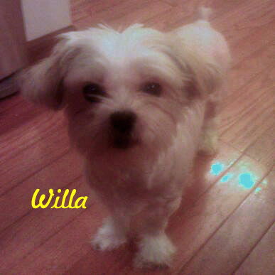 Willa 2012