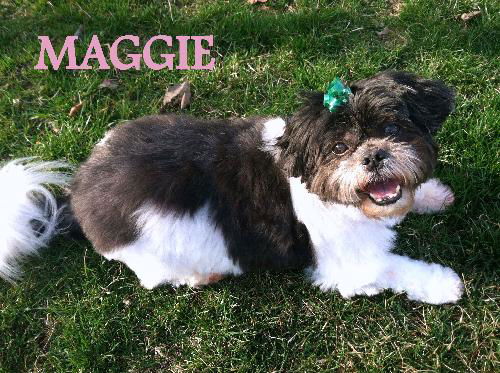 Maggie 2012 (ADOPTION PENDING)