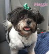 Maggie 2012 (ADOPTION PENDING)