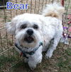 Bear Morrow (ADOPTION PENDING)