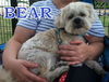 Bear Morrow (ADOPTION PENDING)