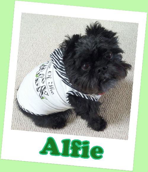 Alfie (ADOPTION PENDING)