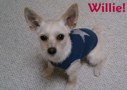 Willie (Courtesy Listing)