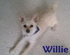 Willie (Courtesy Listing)