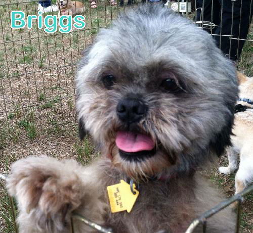 Briggs (ADOPTION PENDING)