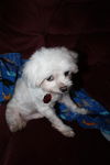 Ciro (ADOPTION PENDING)