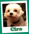 Ciro (ADOPTION PENDING)