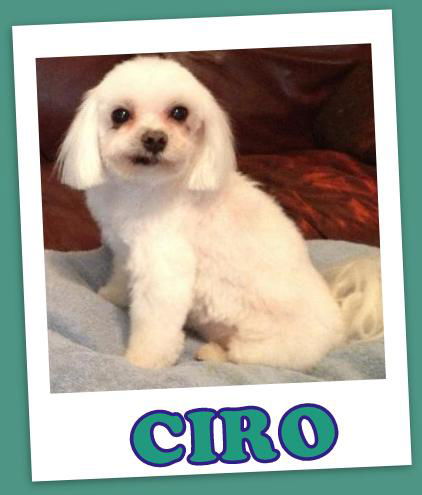 Ciro (ADOPTION PENDING)