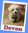 Devon (ADOPTION PENDING)