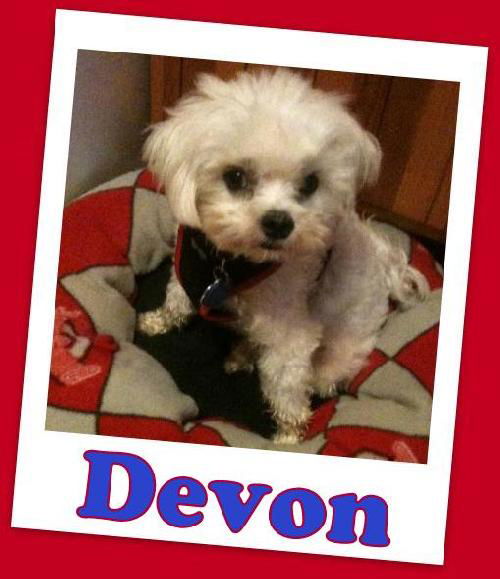 Devon (ADOPTION PENDING)