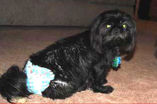 Polly (ADOPTION PENDING)