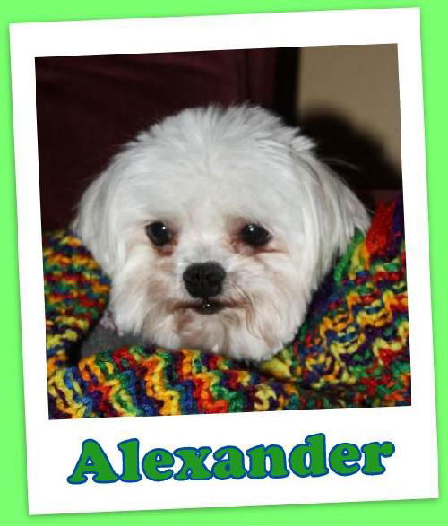 Alexander (ADOPTION PENDING)