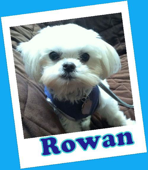 Rowan (ADOPTION PENDING)