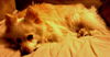 Little Dog (COURTESY LISTING)