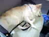 Little Dog (COURTESY LISTING)
