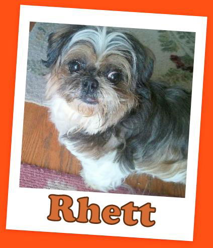 Rhett (ADOPTION PENDING)