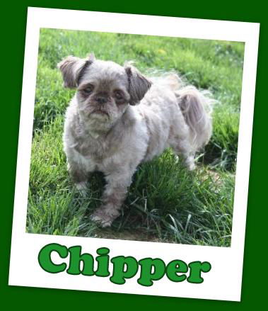 Chipper (ADOPTION PENDING)