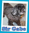 Sir Gabe (ADOPTION PENDING)