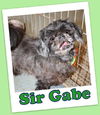 Sir Gabe (ADOPTION PENDING)