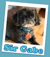 Sir Gabe (ADOPTION PENDING)