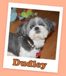 Dudley (ADOPTION PENDING)